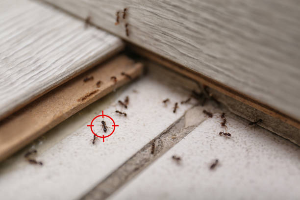 Best Pest Control Near Me  in Florence, TX